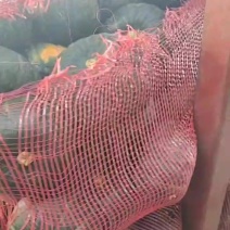 精品爆粉贝贝老瓜