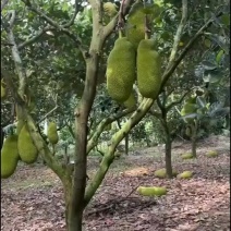 菠萝蜜