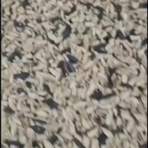 油葵毛仁