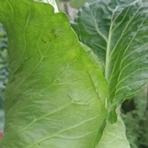 牛心甘蓝