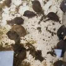 出售田螺飘螺