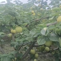 甜甜滴青花梨熟了波，欢迎各位老板前来品尝采购[社