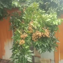 龙眼