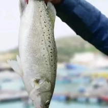 地标特产白蕉海鲈