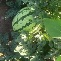 巴盟小白皮西瓜