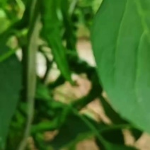 螺丝椒牛椒黄皮椒