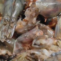 潍坊滨海养虾厂里批发无水分干冻的虾头