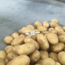 陕北沙漠土豆