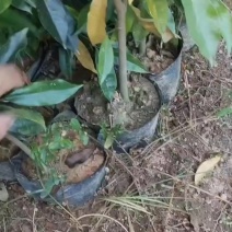 沉香种子苗