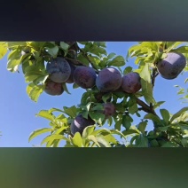 黑总统李子
