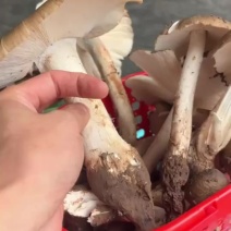 正宗野生鸡枞
