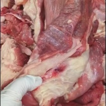 牛肉筋源头工厂直发冷链发货产品质量好量大价低