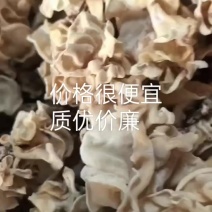 榆耳，灵芝菇批发