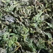 桑嫩芽，桑叶菜