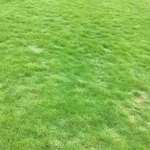 马尼拉草皮