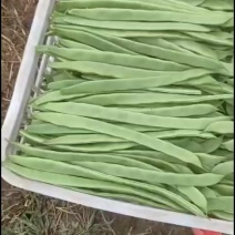 张家口扁豆产地有实力量大的老板来。