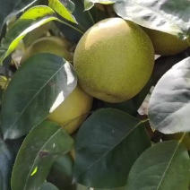 湖北宜城脆冠梨