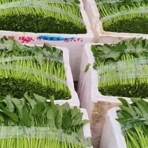 南京江宁空心菜价格便宜量大