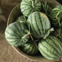 西瓜**日期随时有货量大优惠