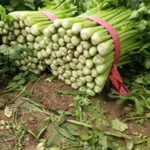 精品芹菜