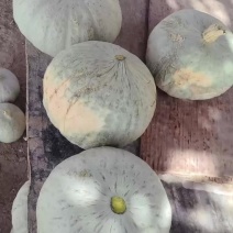 新疆哈密银栗南瓜