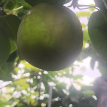 翠冠梨