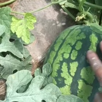 陕西西瓜