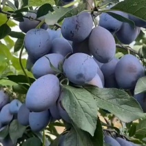 西梅批发全国发货，高品质包售后