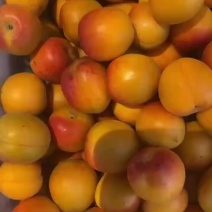 千亩吊干杏已经正式开采！品质优良，有需要的老板们请咨询我！