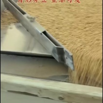 肾形黄豆芽豆