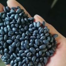 芽黑豆1吨起批