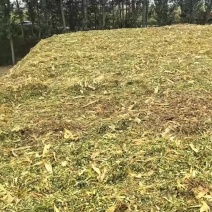 玉米秸秆黄储