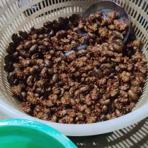 每只5克左右大个金蝉