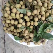 龙眼