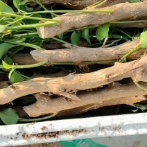 100个品种三角梅袋苗，基地批发，货源充足，质优价美