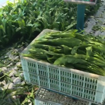油麦菜