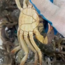 六月黄大量上市很黄很暴力