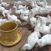 白鹅