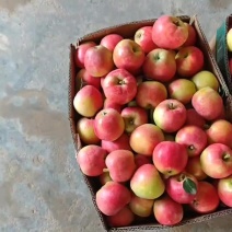 鲁丽苹果