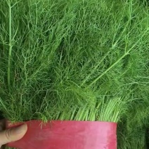 茴香苗