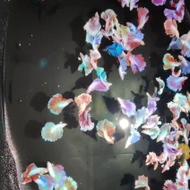 供应泰国斗鱼马尾狮王将军半月特殊尾半月A级别