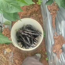 紫陇辣椒