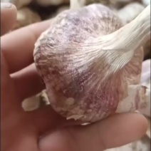 出售马集太空蒜种
