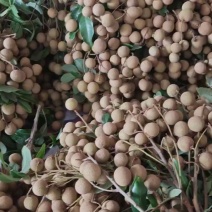 各位老板好！我是广东省茂名电白的，我们这里的龙眼已经上市