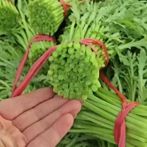 内蒙泡沫箱茼蒿