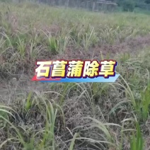 石菖蒲苗后除草石菖蒲苗后除草石菖蒲苗后除草