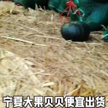 宁夏大果贝贝南瓜便宜出货
