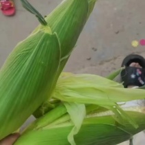 甜糯玉米