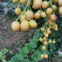 无核黑金刚鸡心