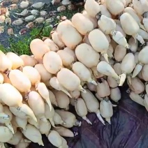 莲蓬批发